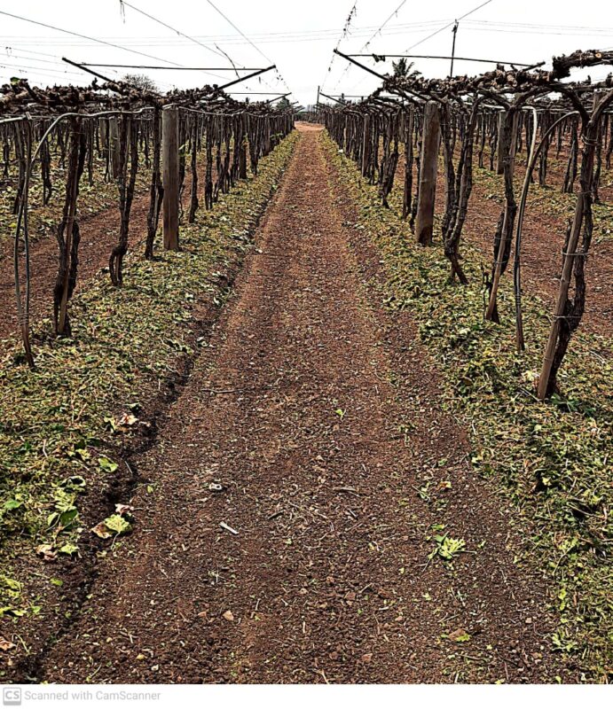 द्राक्ष बाग