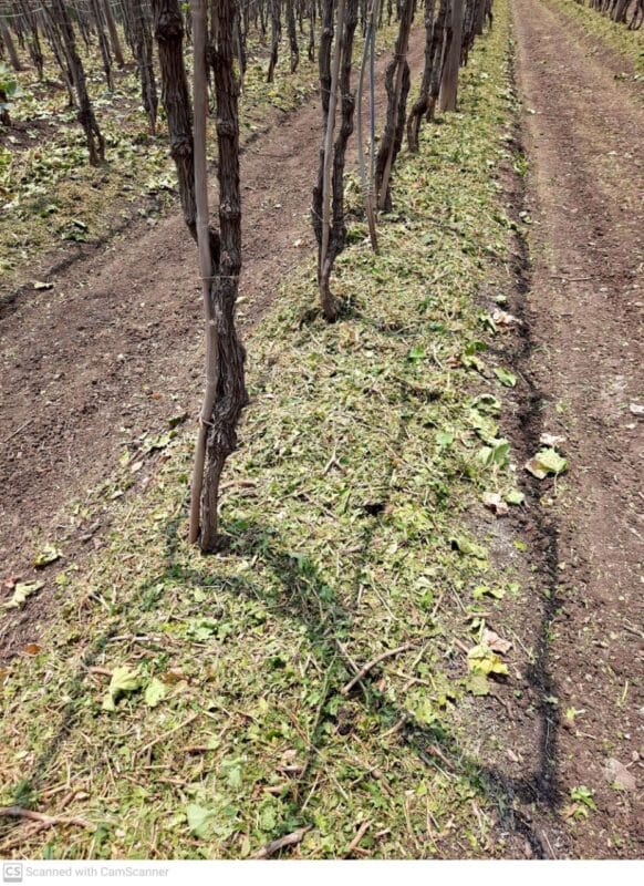 द्राक्ष बाग