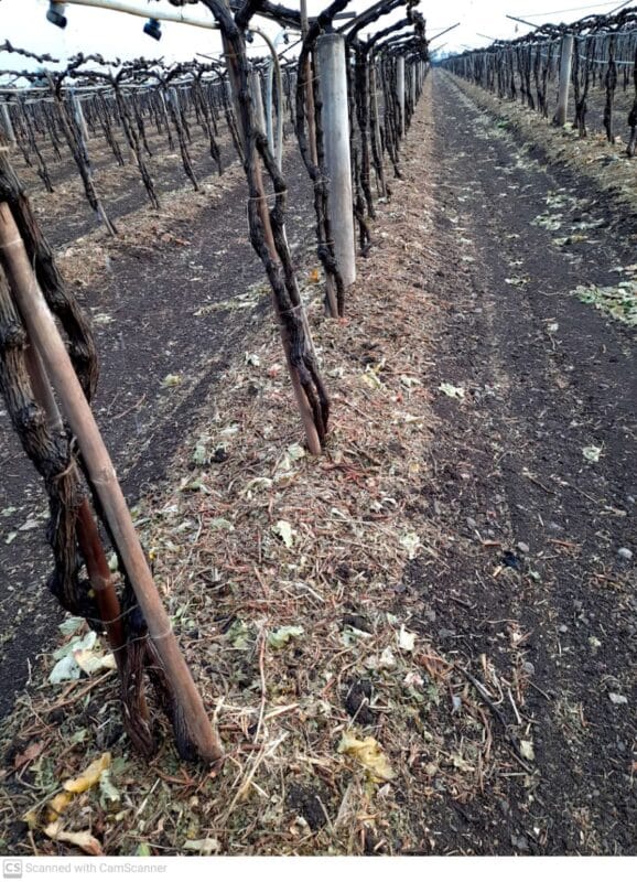 द्राक्ष बाग