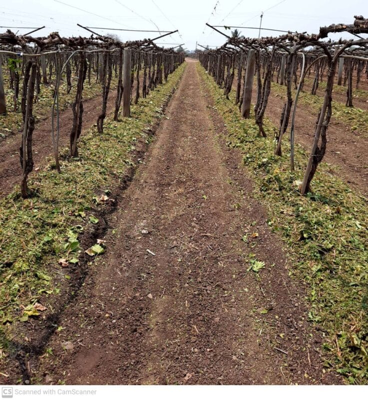 द्राक्ष बाग