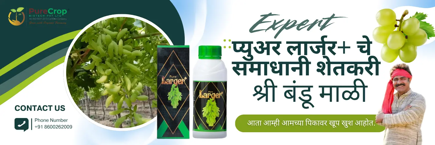 लार्जर